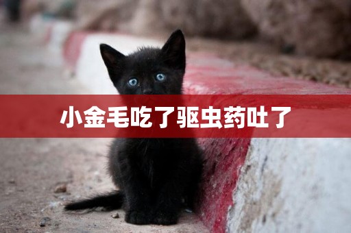小金毛吃了驅蟲藥吐了