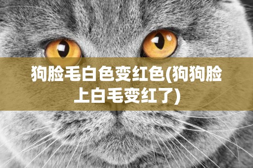 狗臉毛白色變紅色(狗狗臉上白毛變紅了)