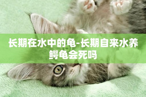 長期在水中的龜-長期自來水養鱷龜會死嗎