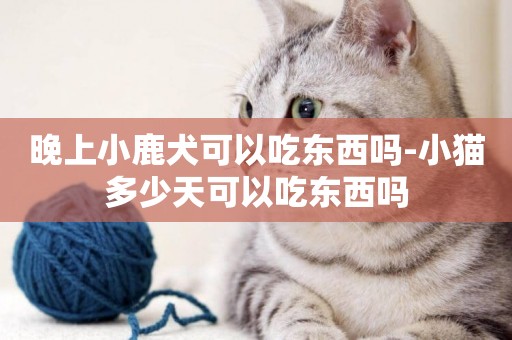 晚上小鹿犬可以吃東西嗎-小貓多少天可以吃東西嗎