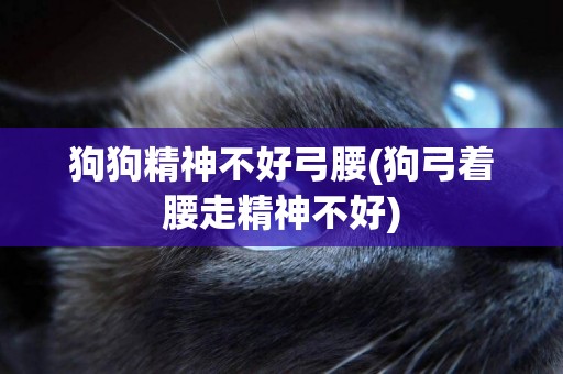 狗狗精神不好弓腰(狗弓著腰走精神不好)