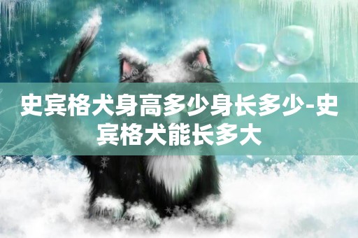 史賓格犬身高多少身長多少-史賓格犬能長多大