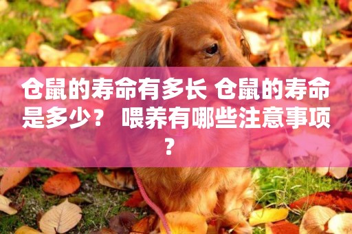 倉鼠的壽命有多長 倉鼠的壽命是多少？ 喂養有哪些注意事項？ 