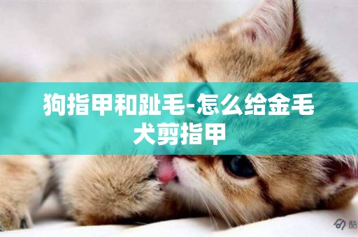 狗指甲和趾毛-怎么給金毛犬剪指甲