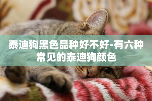 泰迪狗黑色品種好不好-有六種常見的泰迪狗顏色
