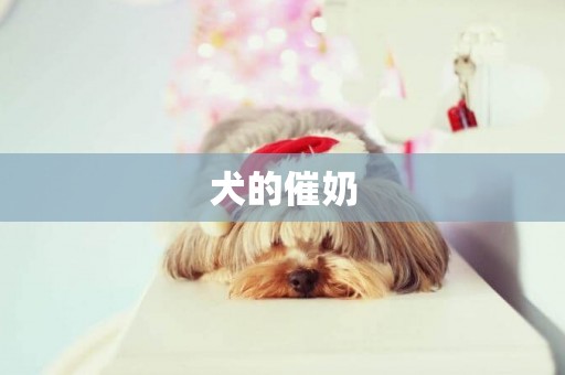 犬的催奶
