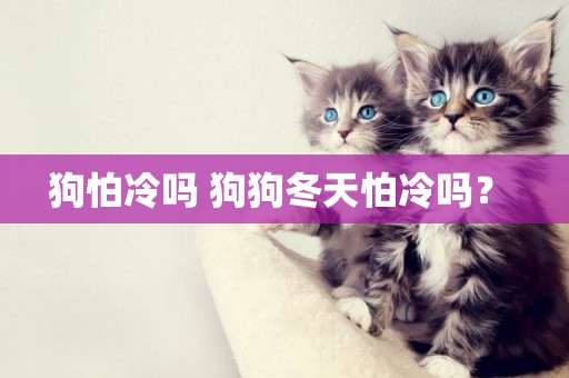 狗怕冷嗎 狗狗冬天怕冷嗎？ 