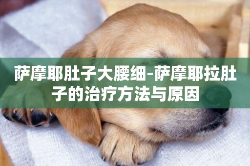 薩摩耶肚子大腰細-薩摩耶拉肚子的治療方法與原因