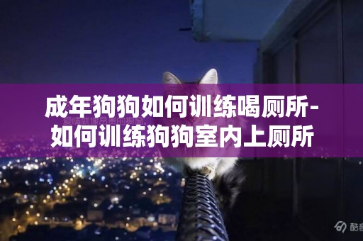 成年狗狗如何訓練喝廁所-如何訓練狗狗室內上廁所