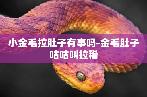 小金毛拉肚子有事嗎-金毛肚子咕咕叫拉稀