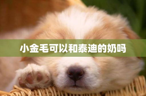 小金毛可以和泰迪的奶嗎