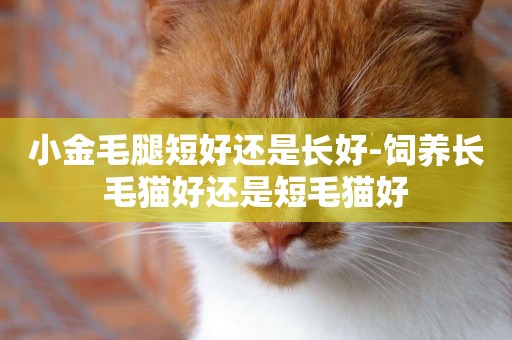 小金毛腿短好還是長好-飼養長毛貓好還是短毛貓好