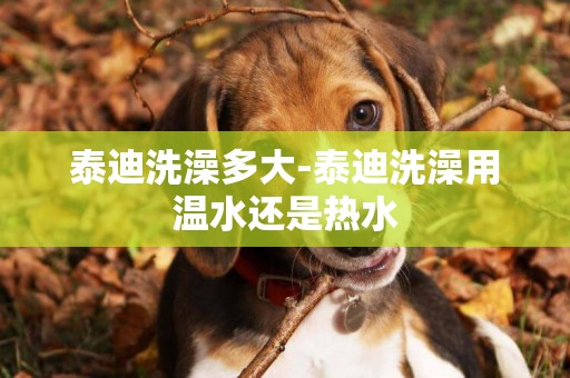 泰迪洗澡多大-泰迪洗澡用溫水還是熱水