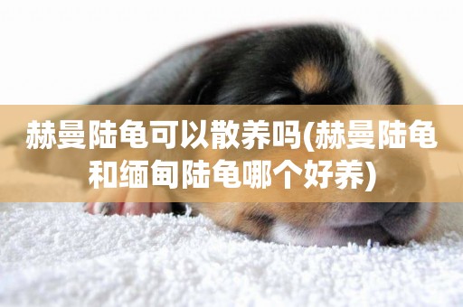赫曼陸龜可以散養嗎(赫曼陸龜和緬甸陸龜哪個好養)