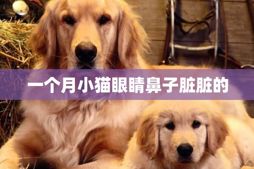 一個月小貓眼睛鼻子臟臟的