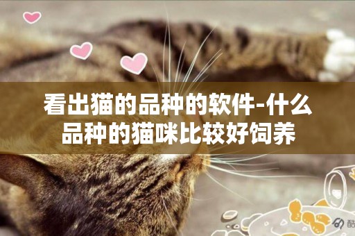 看出貓的品種的軟件-什么品種的貓咪比較好飼養