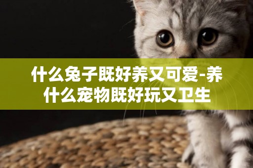 什么兔子既好養又可愛-養什么寵物既好玩又衛生
