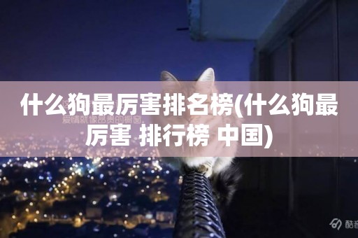 什么狗最厲害排名榜(什么狗最厲害 排行榜 中國)