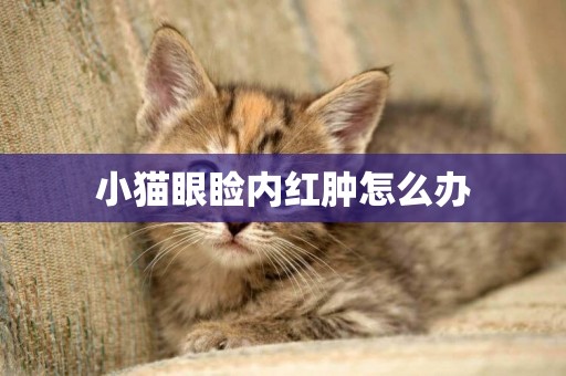 小貓眼瞼內紅腫怎么辦