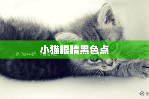 小貓眼睛黑色點