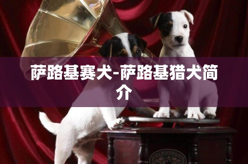薩路基賽犬-薩路基獵犬簡介