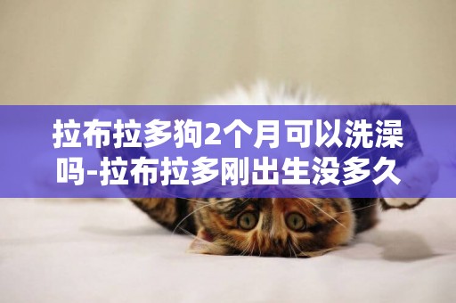 拉布拉多狗2個月可以洗澡嗎-拉布拉多剛出生沒多久可以洗澡嗎