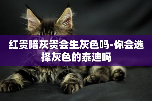 紅貴陪灰貴會生灰色嗎-你會選擇灰色的泰迪嗎