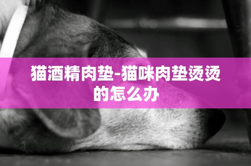 貓酒精肉墊-貓咪肉墊燙燙的怎么辦