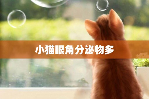小貓眼角分泌物多