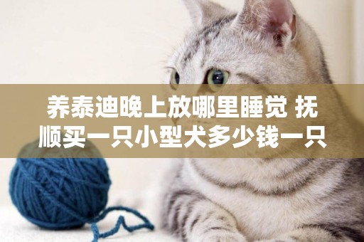養泰迪晚上放哪里睡覺 撫順買一只小型犬多少錢一只小型寵物犬多少錢 