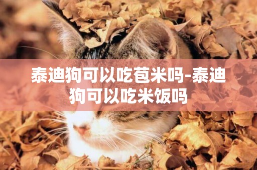 泰迪狗可以吃苞米嗎-泰迪狗可以吃米飯嗎