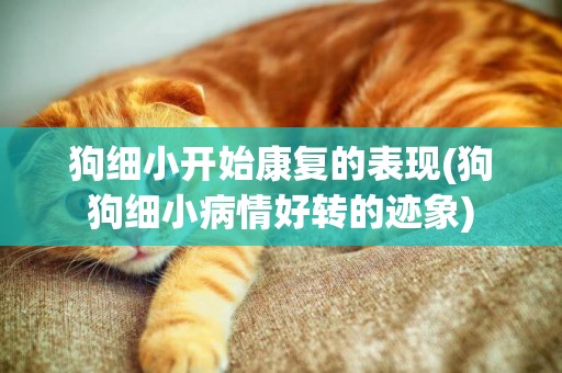 狗細小開始康復的表現(狗狗細小病情好轉的跡象)