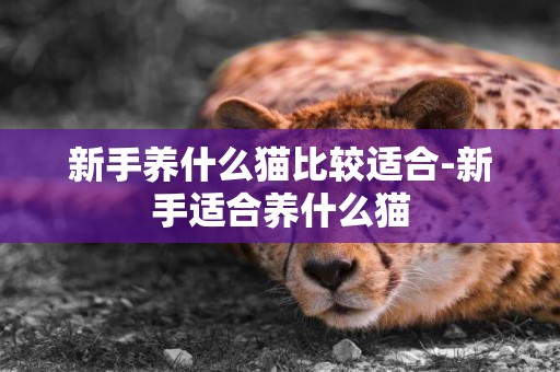 新手養什么貓比較適合-新手適合養什么貓