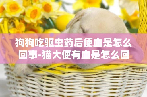 狗狗吃驅蟲藥后便血是怎么回事-貓大便有血是怎么回事