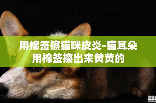 用棉簽擦貓咪皮炎-貓耳朵用棉簽擦出來黃黃的