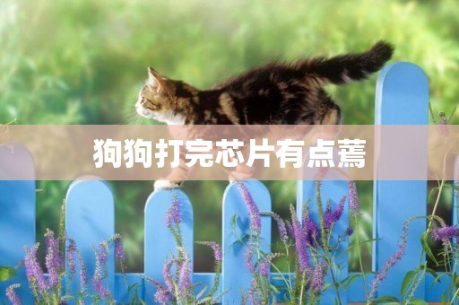 狗狗打完芯片有點蔫