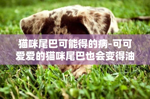 貓咪尾巴可能得的病-可可愛愛的貓咪尾巴也會變得油乎乎的