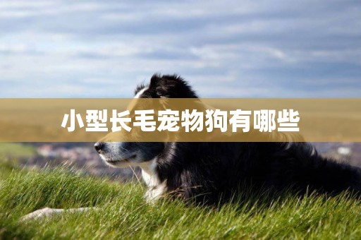 小型長毛寵物狗有哪些