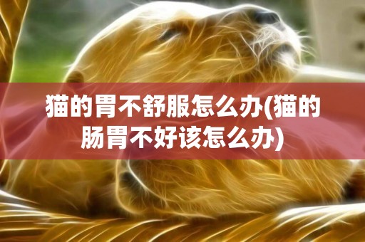 貓的胃不舒服怎么辦(貓的腸胃不好該怎么辦)