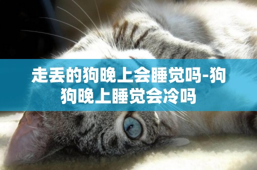 走丟的狗晚上會睡覺嗎-狗狗晚上睡覺會冷嗎