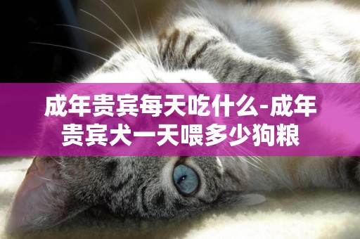成年貴賓每天吃什么-成年貴賓犬一天喂多少狗糧