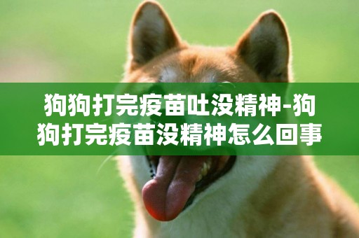 狗狗打完疫苗吐沒精神-狗狗打完疫苗沒精神怎么回事