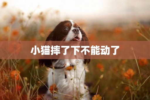 小貓摔了下不能動了