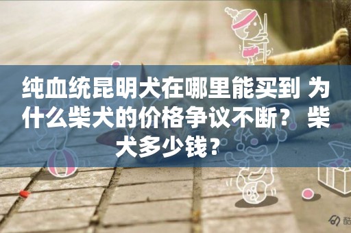 純血統昆明犬在哪里能買到 為什么柴犬的價格爭議不斷？ 柴犬多少錢？ 
