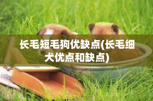 長毛短毛狗優缺點(長毛細犬優點和缺點)