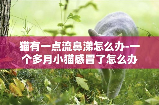 貓有一點流鼻涕怎么辦-一個多月小貓感冒了怎么辦