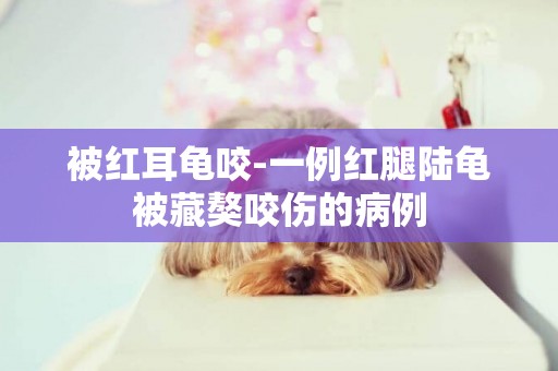 被紅耳龜咬-一例紅腿陸龜被藏獒咬傷的病例