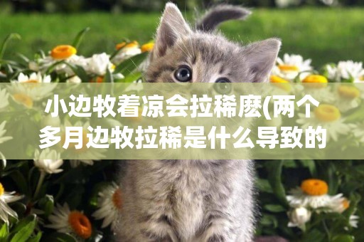 小邊牧著涼會拉稀麼(兩個多月邊牧拉稀是什么導致的?)