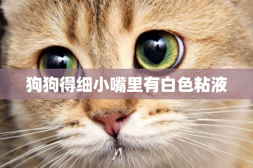 狗狗得細小嘴里有白色粘液