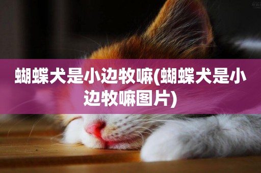蝴蝶犬是小邊牧嘛(蝴蝶犬是小邊牧嘛圖片)